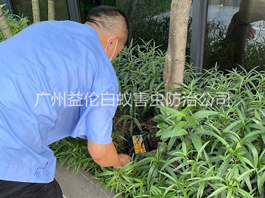 广州园林灭治白蚁工程
